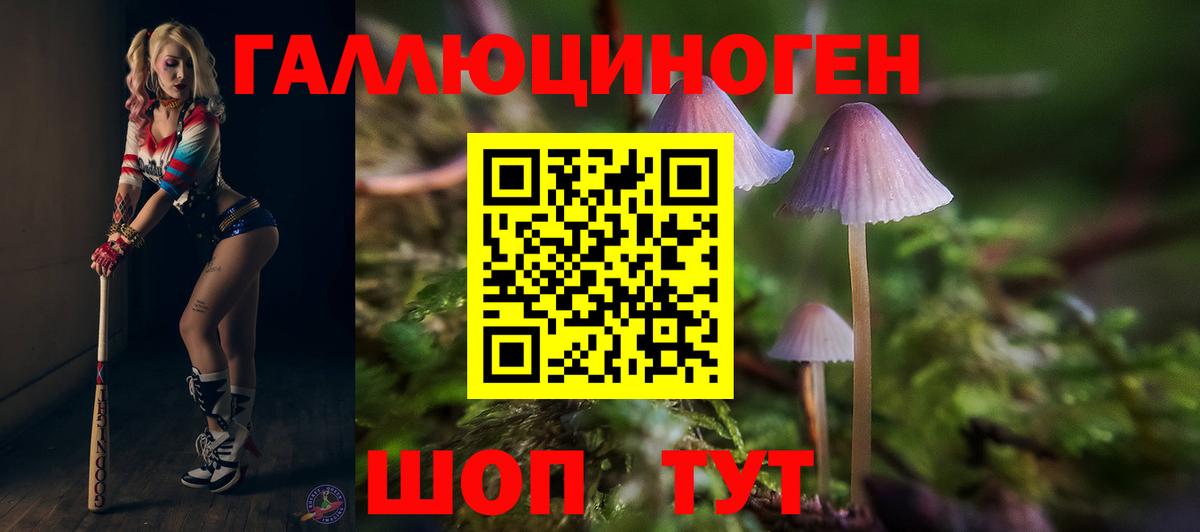 Псилоцибиновые грибы Psilocybe Звенигород